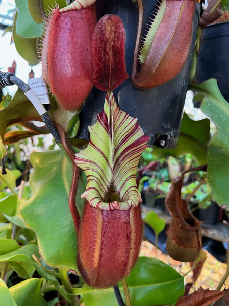 File:Geoff Wong.webp