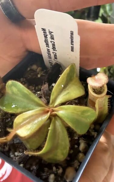 File:Nepenthes veitchii variegated (k) ISC.jpg