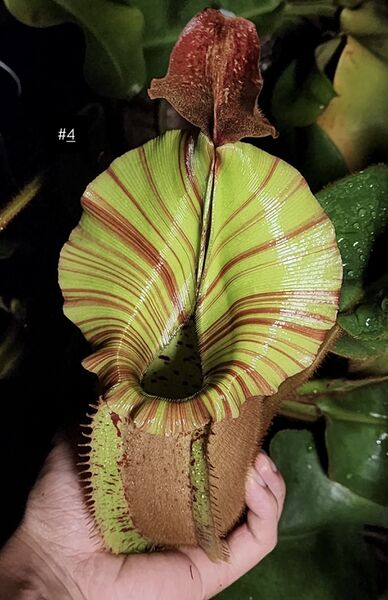 File:PE 2019 4 - PE.jpg