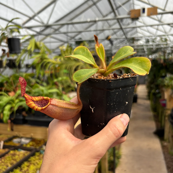 File:Nepenthes veitchii variegated CAR-0207 auction.webp