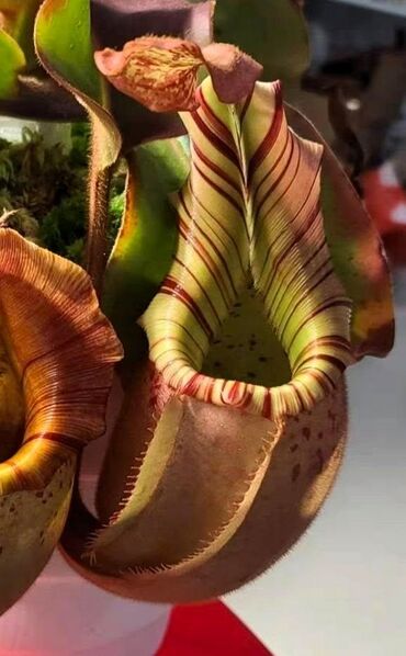 File:Veitchii Striped Large.jpg