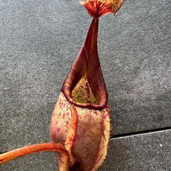 File:Candystriped4096 aged.jpg