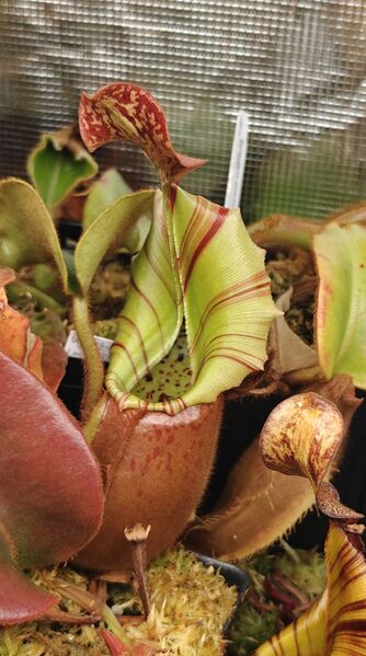 File:Nepenthes veitchii Momotaro.jpg