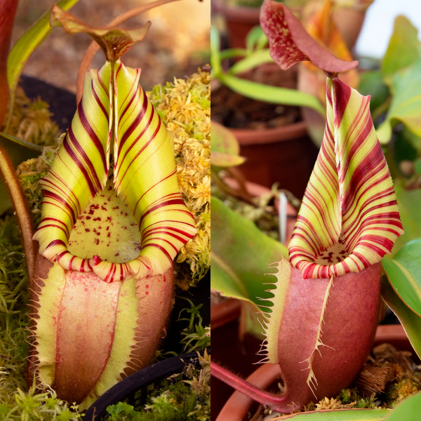 File:Veitchii C.webp