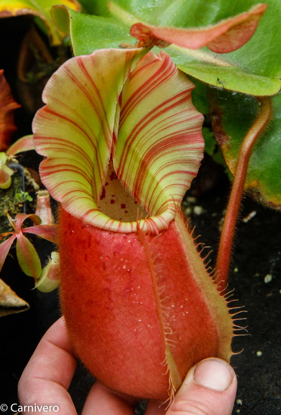 File:NepenthesVeitchiiCobra 2of2.webp