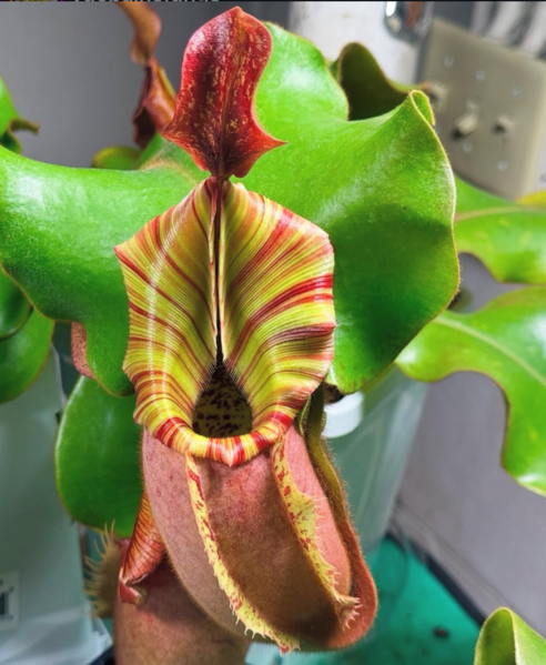 File:PE 2019 -29 Abracadabra.png