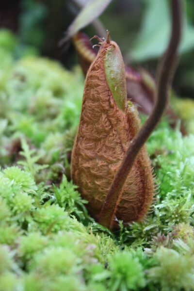File:Nepenthes hamata hairy pitcher.jpg