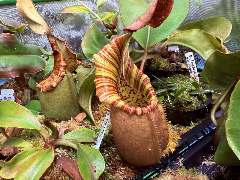 File:Veitchii B CInks.jpg