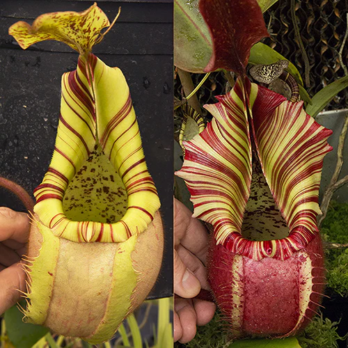 File:N.-veitchii-A 1.WEBp