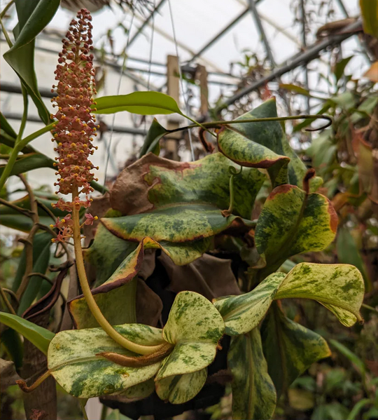 File:Nepenthes veitchii variegated (k).png