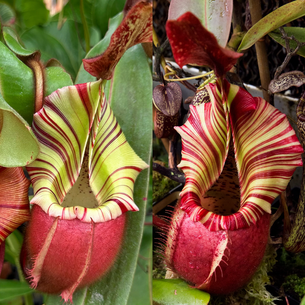 File:Veitchii E RE-3491.webp