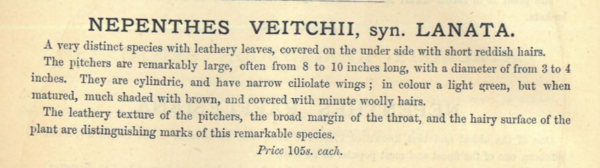 [3]The James Veitch & Sons Nursery offered Nepenthes veitchii for sale at a price of 105 shillings in 1880. This is the equivalent of £775 / $1040 USD in 2025.