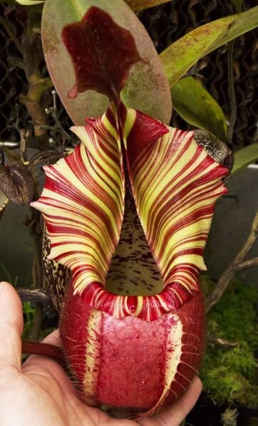 File:Veitchii Candy Dreams.jpg